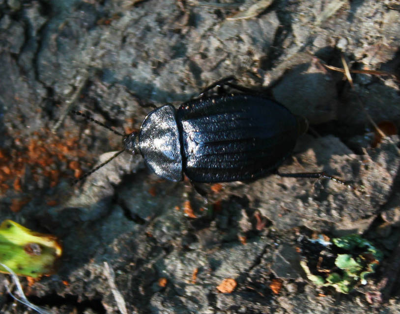 Phosphuga atrata - bordás csigarabló