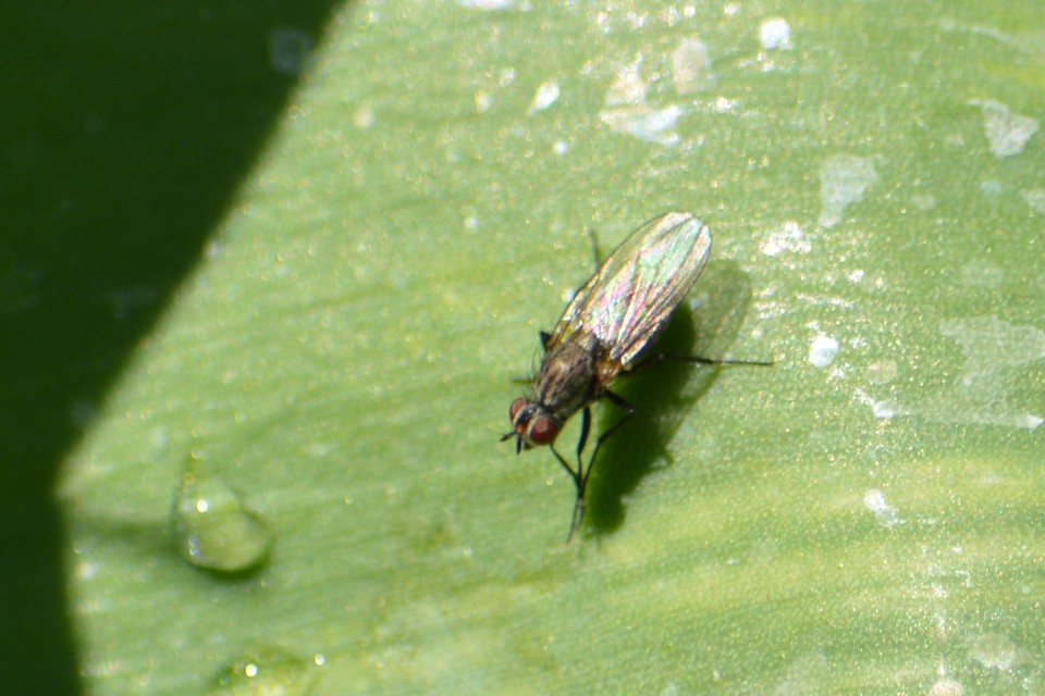 Anthomyiidae - viráglegyek