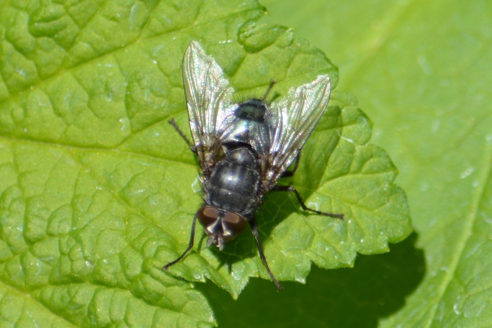 Calliphora