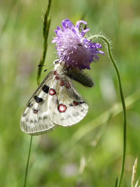 Parnassius apollo - Apollólepke