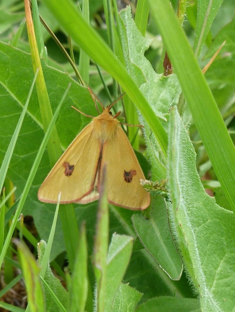 Diacrisia sannio - vörösszélű medvelepke