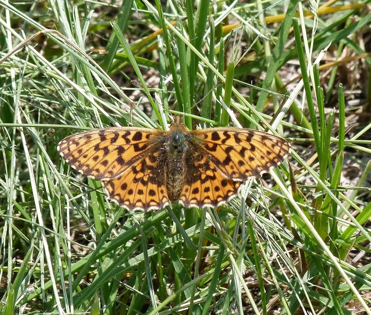 Boloria dia - kis gyöngyházlepke