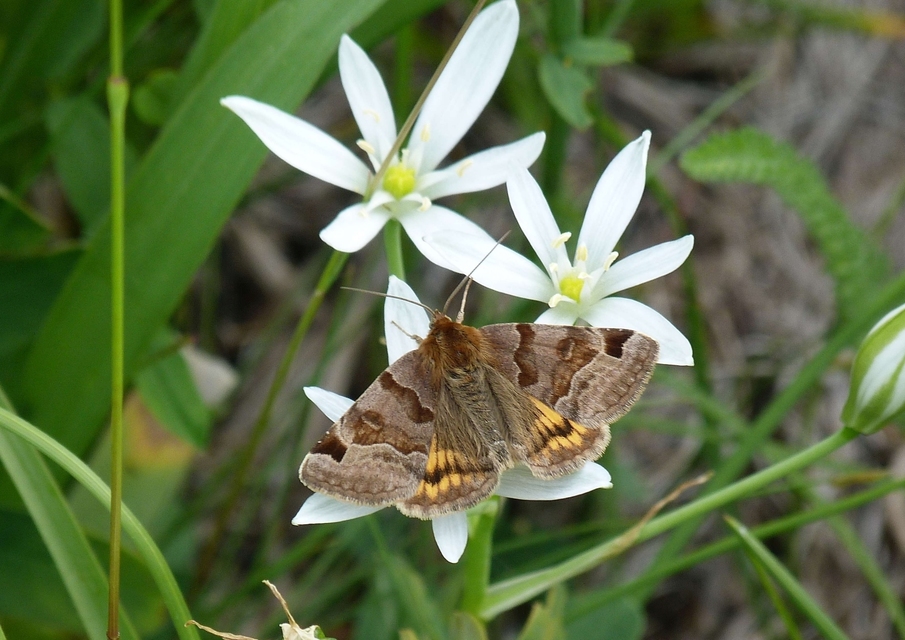 Euclidia glyphica - közönséges nappalibagoly