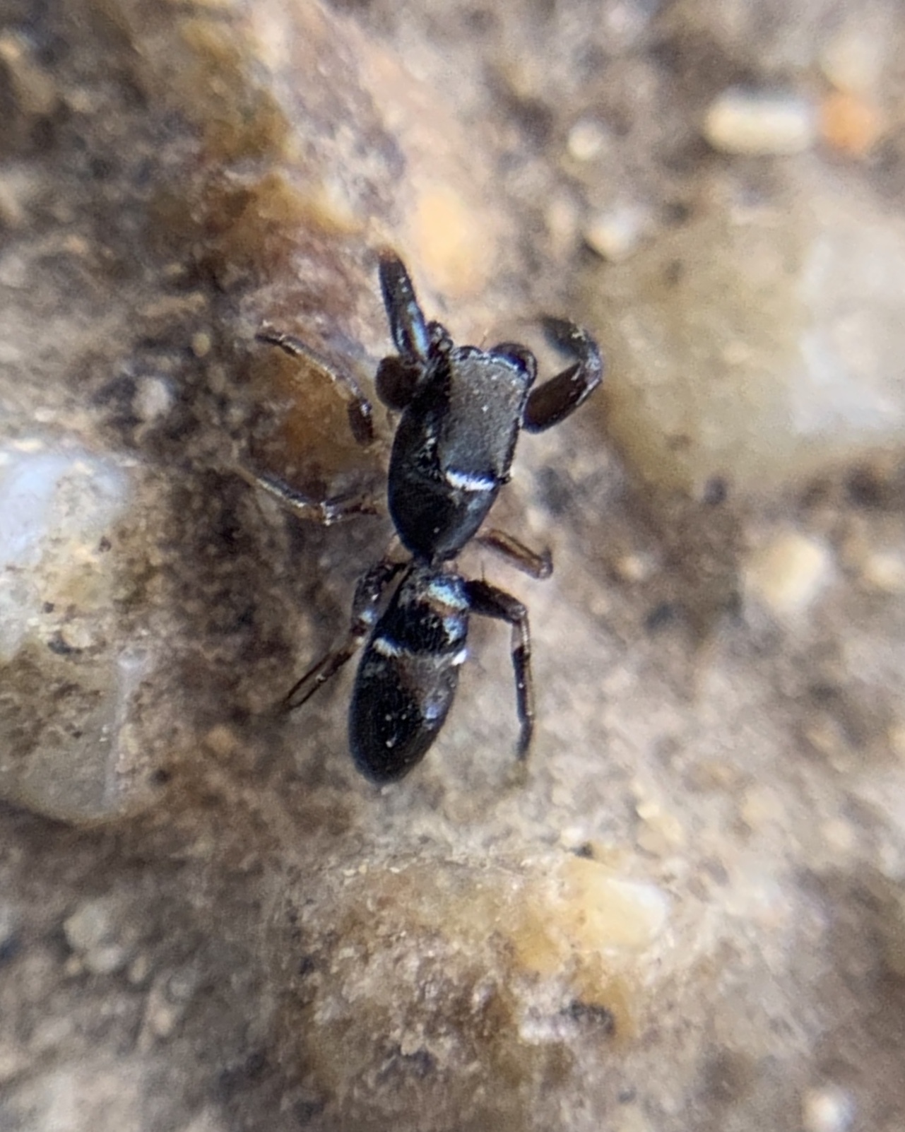 Synageles hilarulus