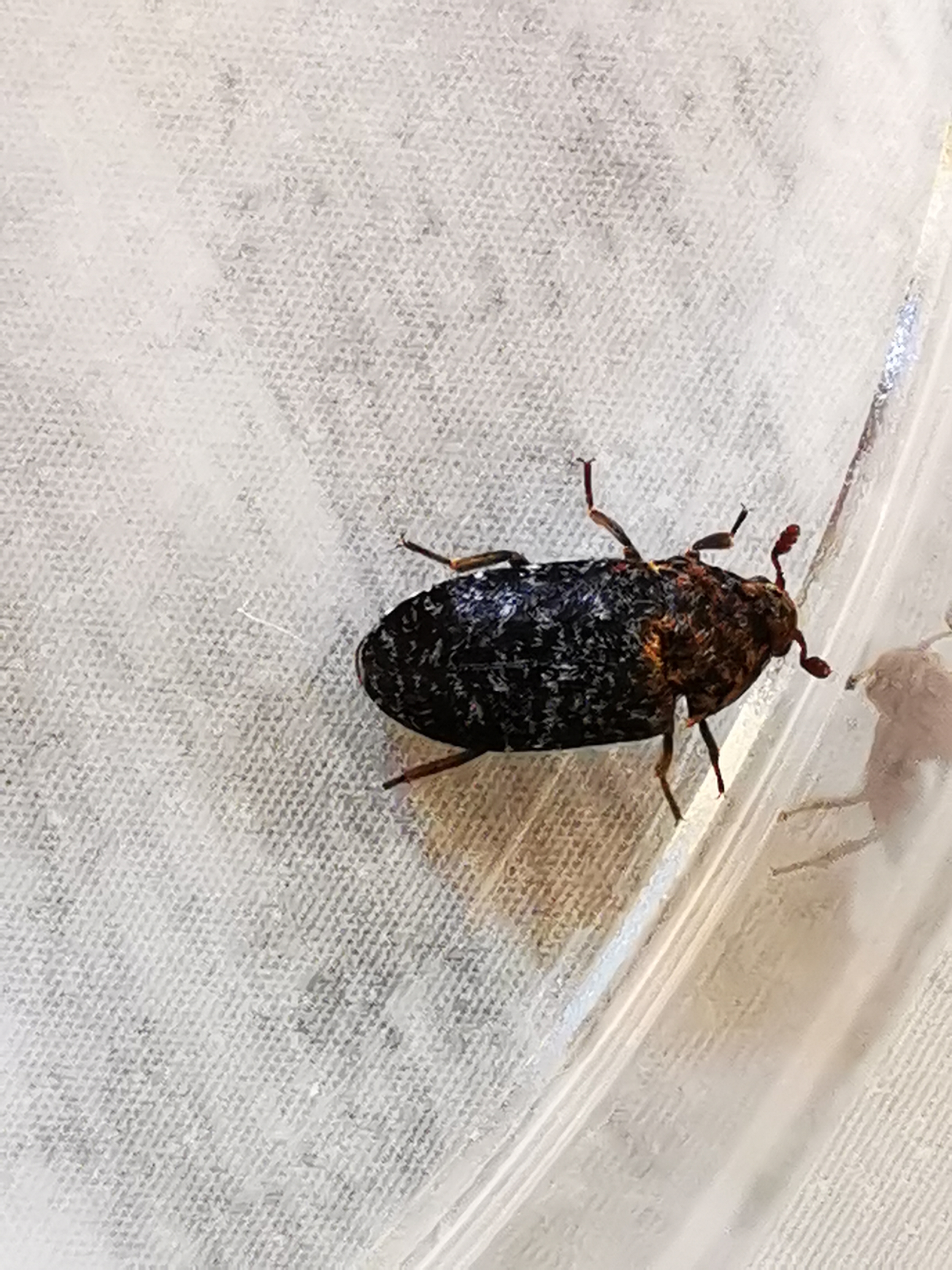Dermestes undulatus - márványos porva Dermestes undulatus - márványos porva