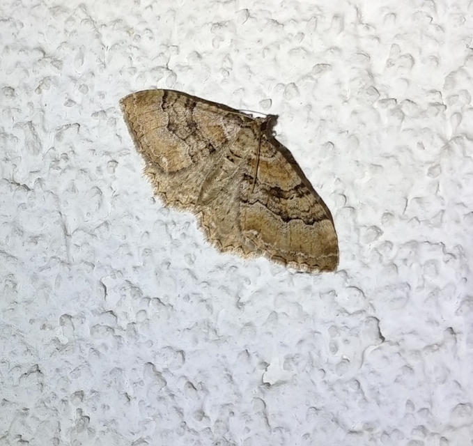 Hydria cervinalis - őzbarna araszoló