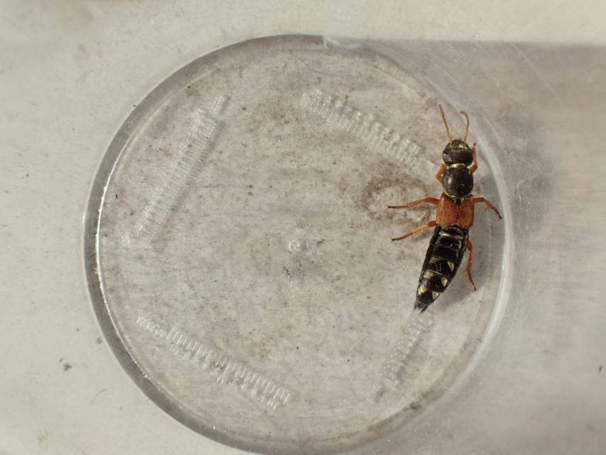 Staphylinus caesareus - aranysujtásos holyva