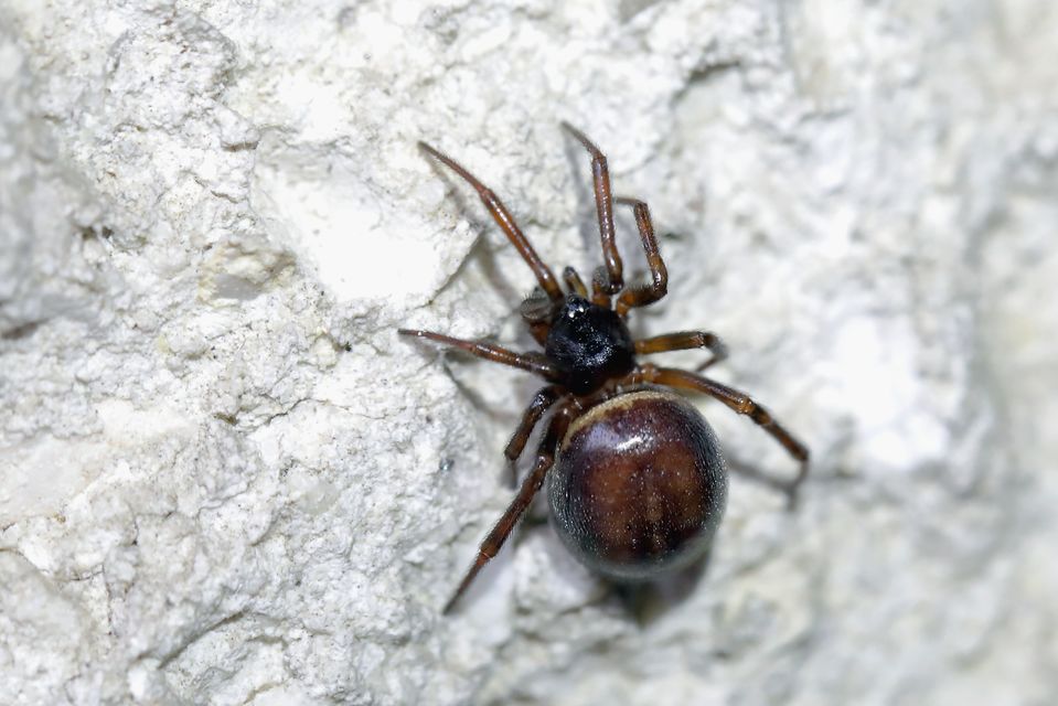 Steatoda bipunctata - kétpettyes faggyúpók