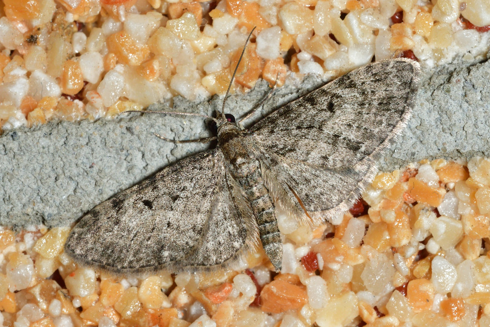 Eupithecia dodoneata - tölgy-törpearaszoló