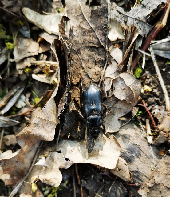 Nicrophorus humator - fekete temetőbogár