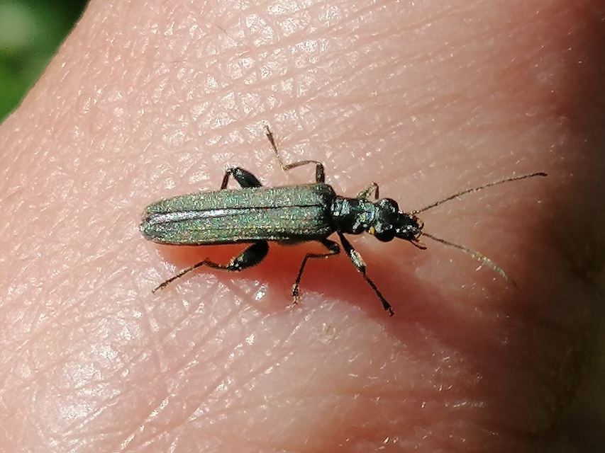 Oedemera virescens - zöldes álcincér