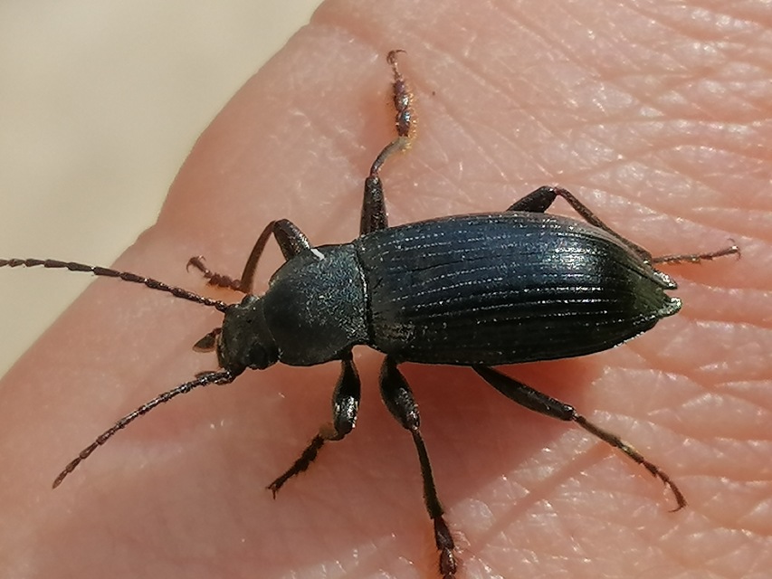 Stenomax aeneus - bronzos gyászbogár