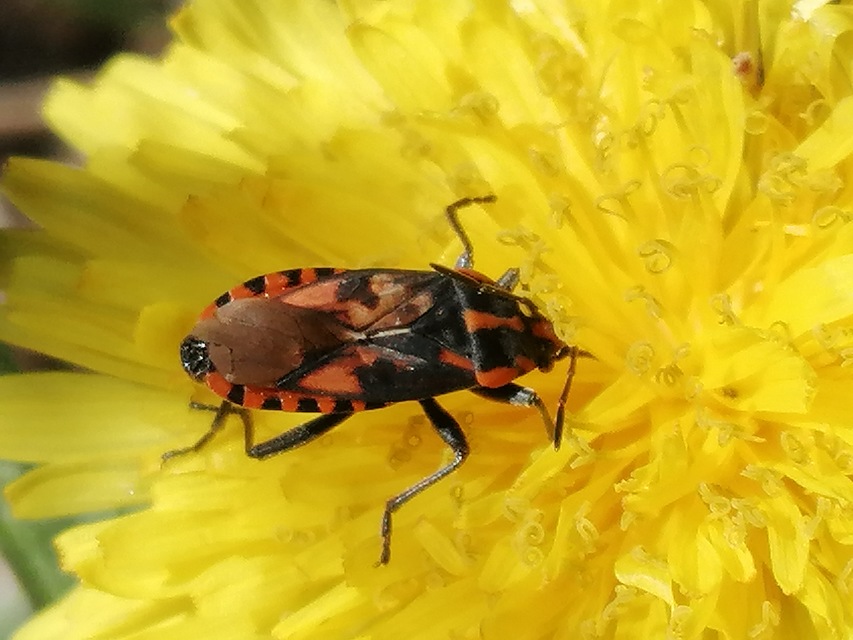 Spilostethus saxatilis - virágbodobács