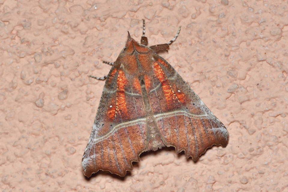 Scoliopteryx libatrix - vörös csipkésbagoly