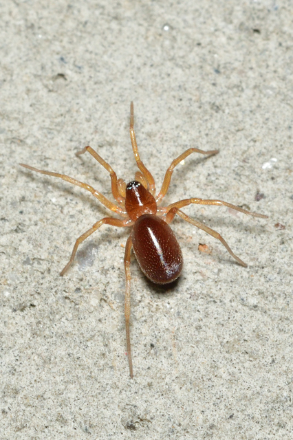 Zodarion rubidum