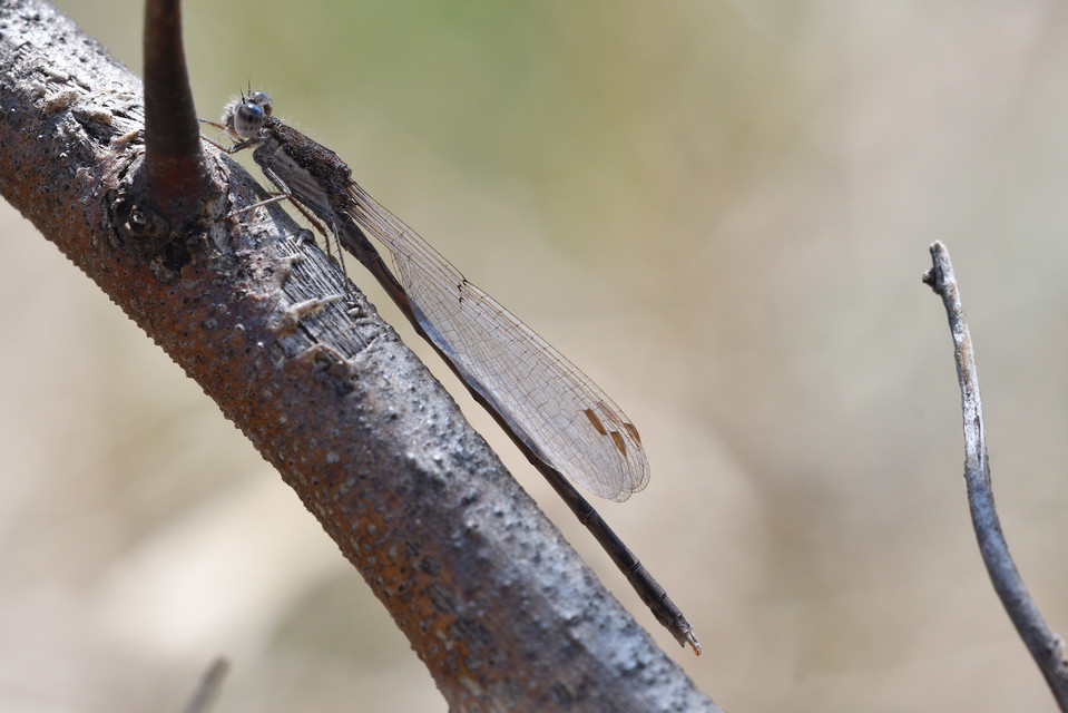 Sympecma fusca - téli rablószitakötő