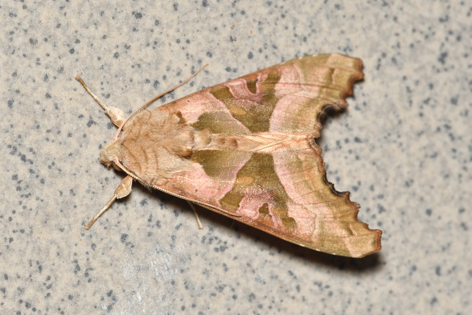 Phlogophora meticulosa - vándorló csipkésbagoly