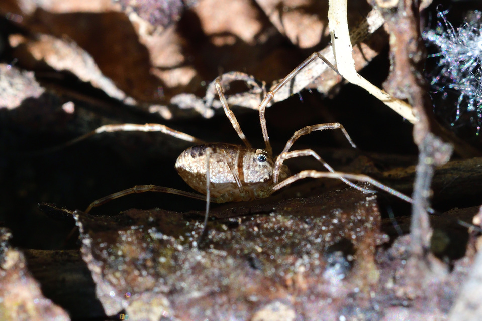 Rilaena triangularis