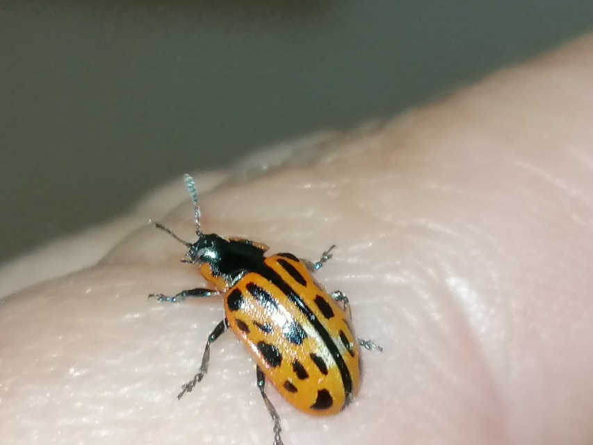 Chrysomela vigintipunctata - húszfoltos fűzlevelész Chrysomela vigintipunctata - húszfoltos fűzlevelész