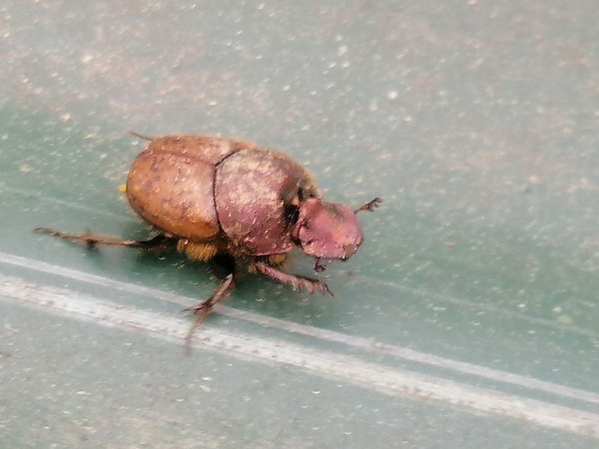 Onthophagus coenobita - rezes trágyatúró