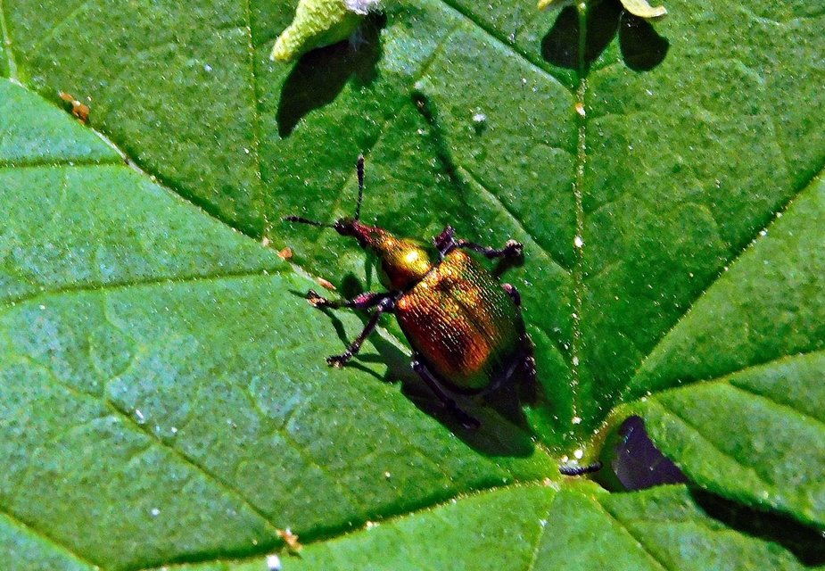 Byctiscus betulae - szőlő-levélsodró