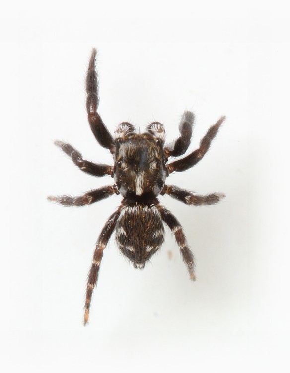 Pseudeuophrys erratica