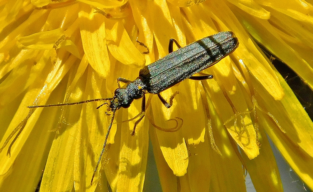 Oedemera