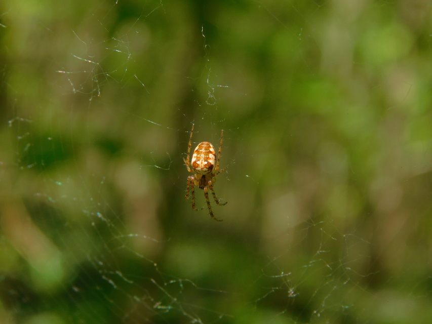 Metellina segmentata/mengei