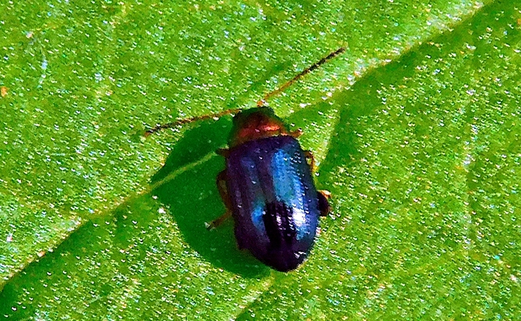 Crepidodera aurata - ékes fűz-földibolha