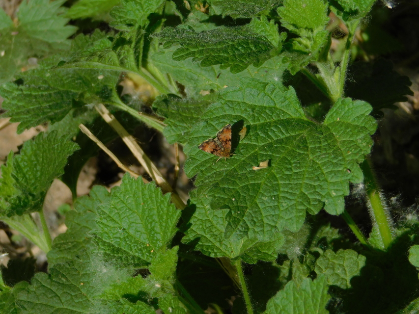 Panemeria tenebrata - apró sárgabagoly