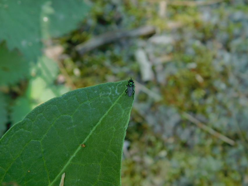 Stratiomyidae - katonalégyfélék
