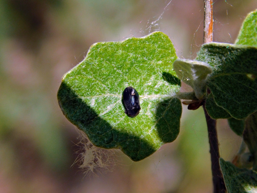 Penthimia nigra - fekete kabóca