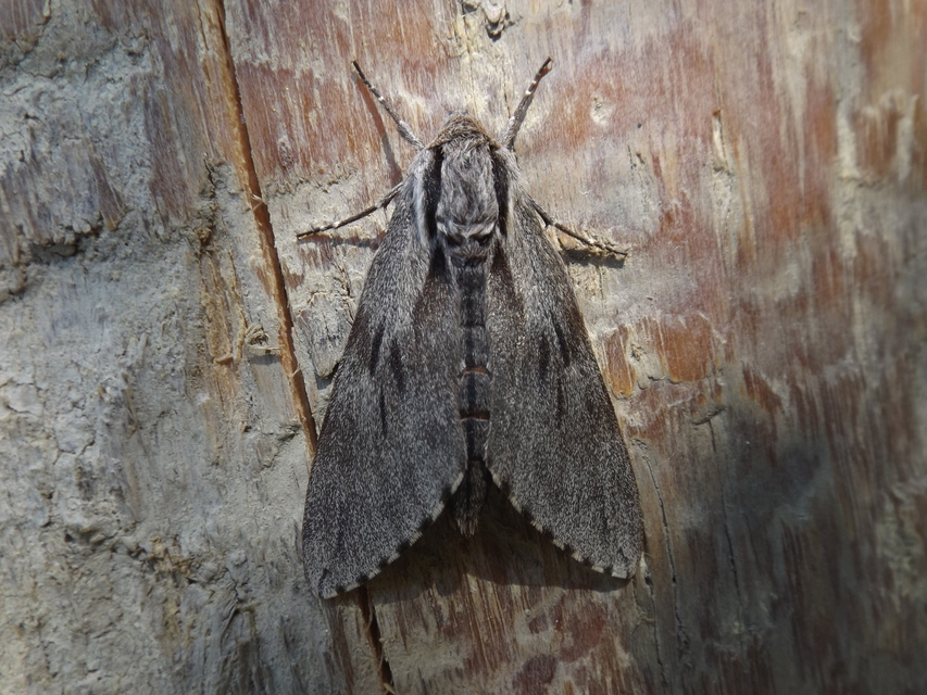 Hyloicus pinastri - fenyőszender