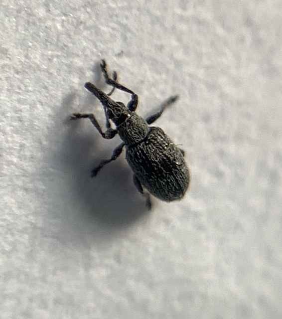 Catapion seniculus - lóhereszár-cickányormányos Catapion seniculus - lóhereszár-cickányormányos