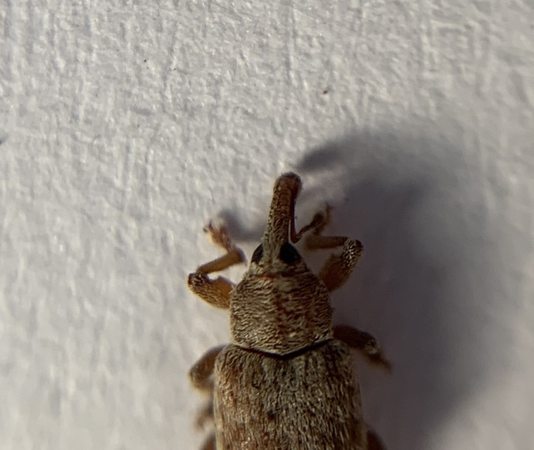 Dorytomus puberulus - feketenyár-hangormányos