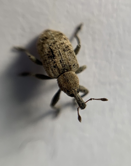 Hypera rumicis - sóska-pikkelyesormányos