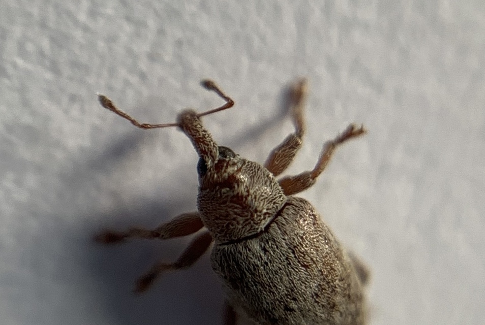 Dorytomus puberulus - feketenyár-hangormányos