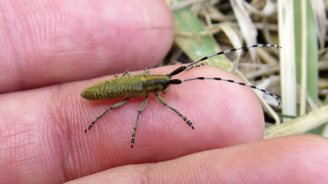 Agapanthia villosoviridescens - fehérgyűrűs bogáncscincér
