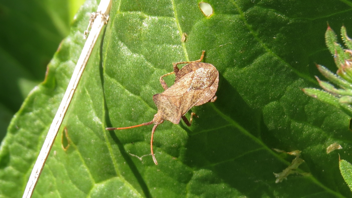Coreus marginatus - közönséges karimáspoloska
