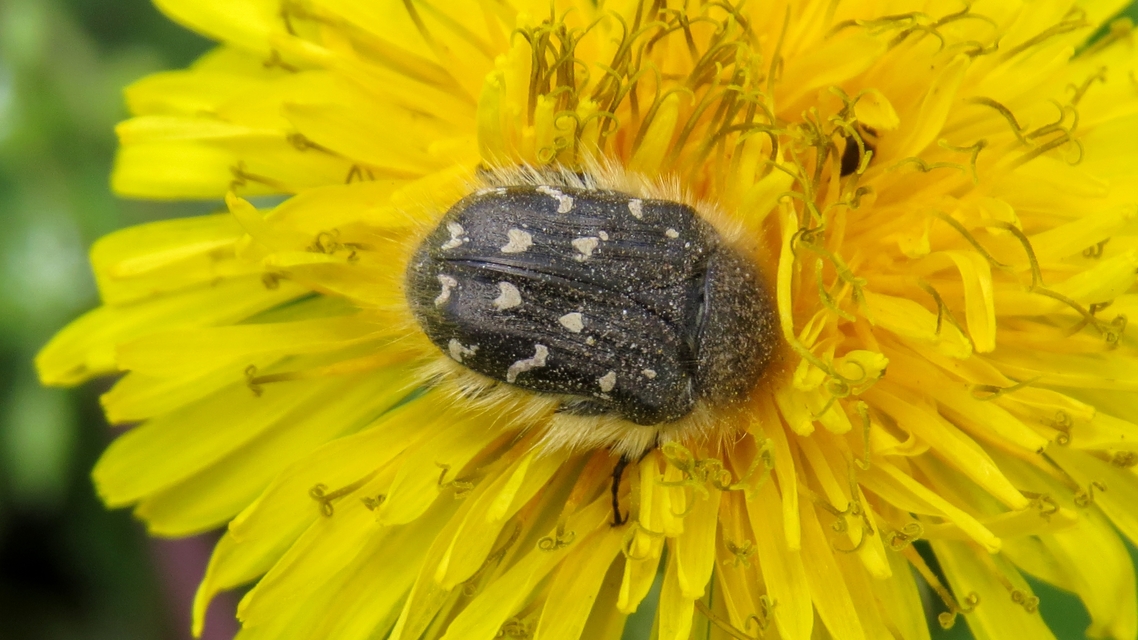 Tropinota hirta - bundás virágbogár