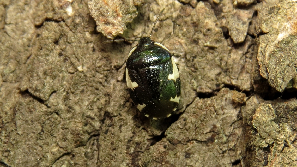 Tritomegas sexmaculatus - hatfoltos földipoloska