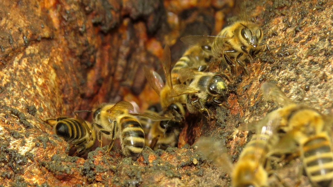 Apis mellifera - háziméh