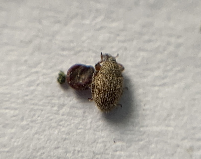Mecinus ictericus - bundás útifűormányos