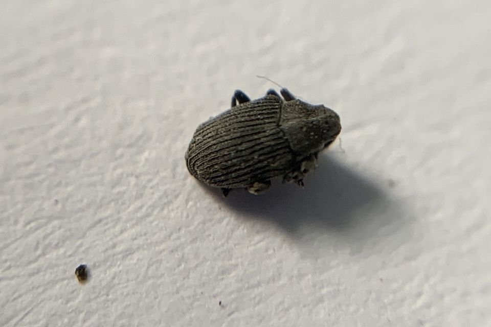 Ceutorhynchus obstrictus - repcebecő-ceutormányos