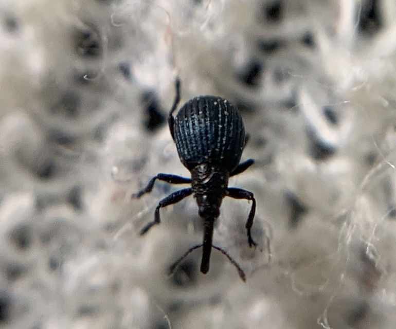 Holotrichapion pisi - lucernarügy-cickányormányos