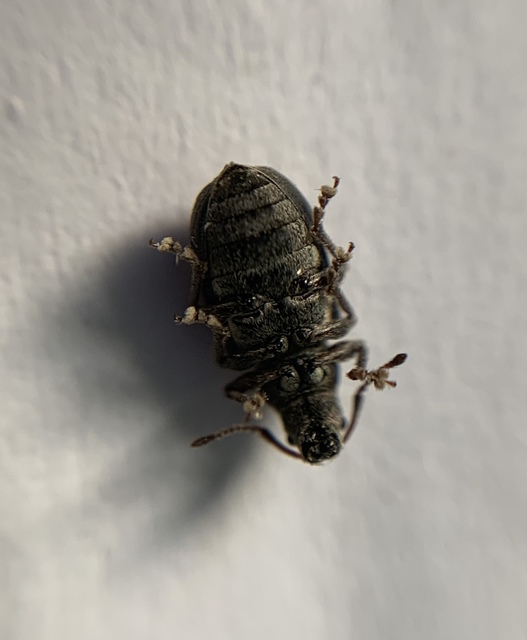 Phyllobius pyri - gyümölcsfa-levélormányos