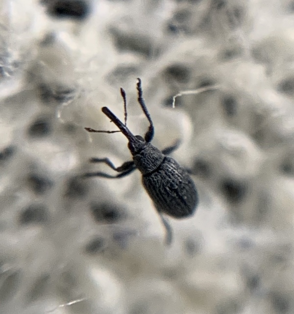 Catapion seniculus - lóhereszár-cickányormányos Catapion seniculus - lóhereszár-cickányormányos