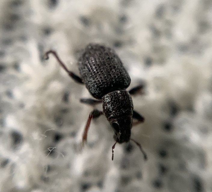 Sitona hispidulus - szőrös csipkézőbogár
