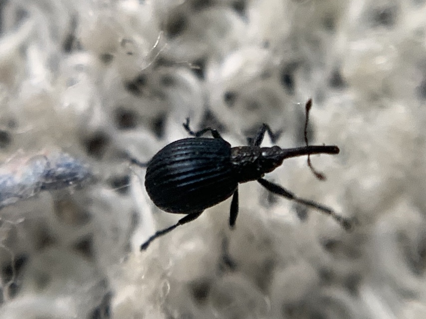 Holotrichapion pisi - lucernarügy-cickányormányos