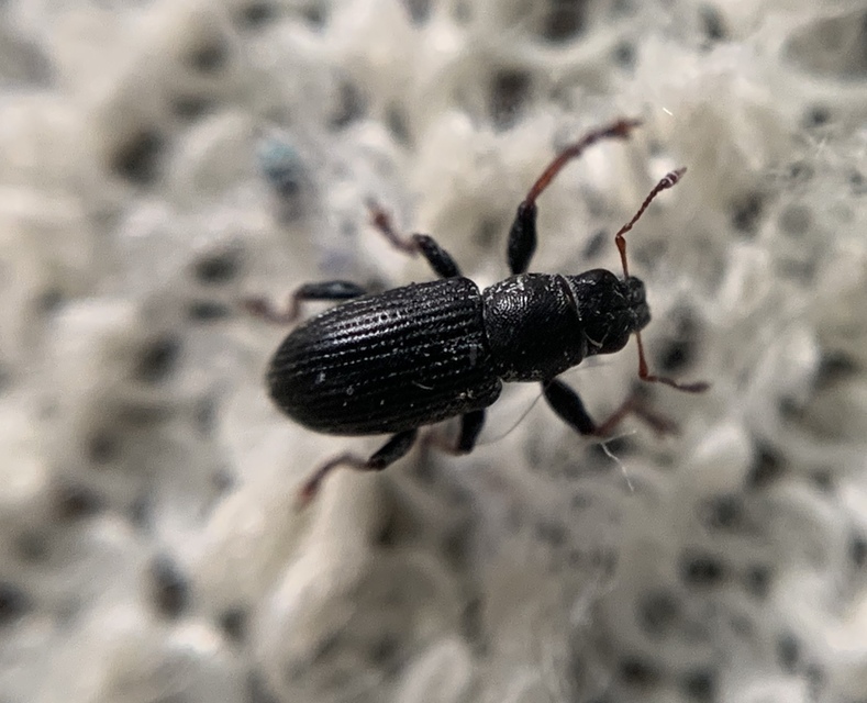 Sitona lateralis - iglice-csipkézőbogár
